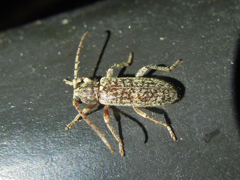 Cerambicidae: Trichoferus fasciculatus ??  S !
